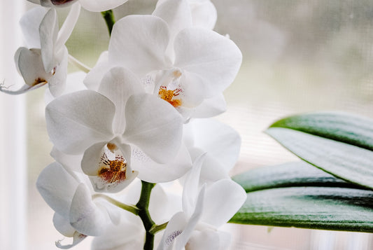 Células madre de orquídea en la piel